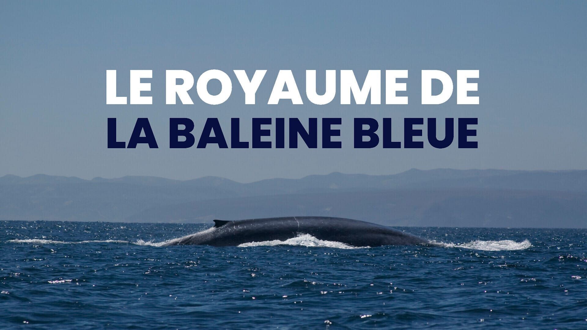 Le royaume de la baleine bleue