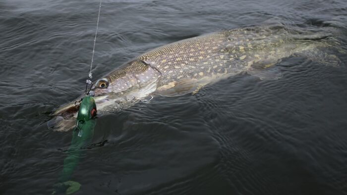 Pike Camp