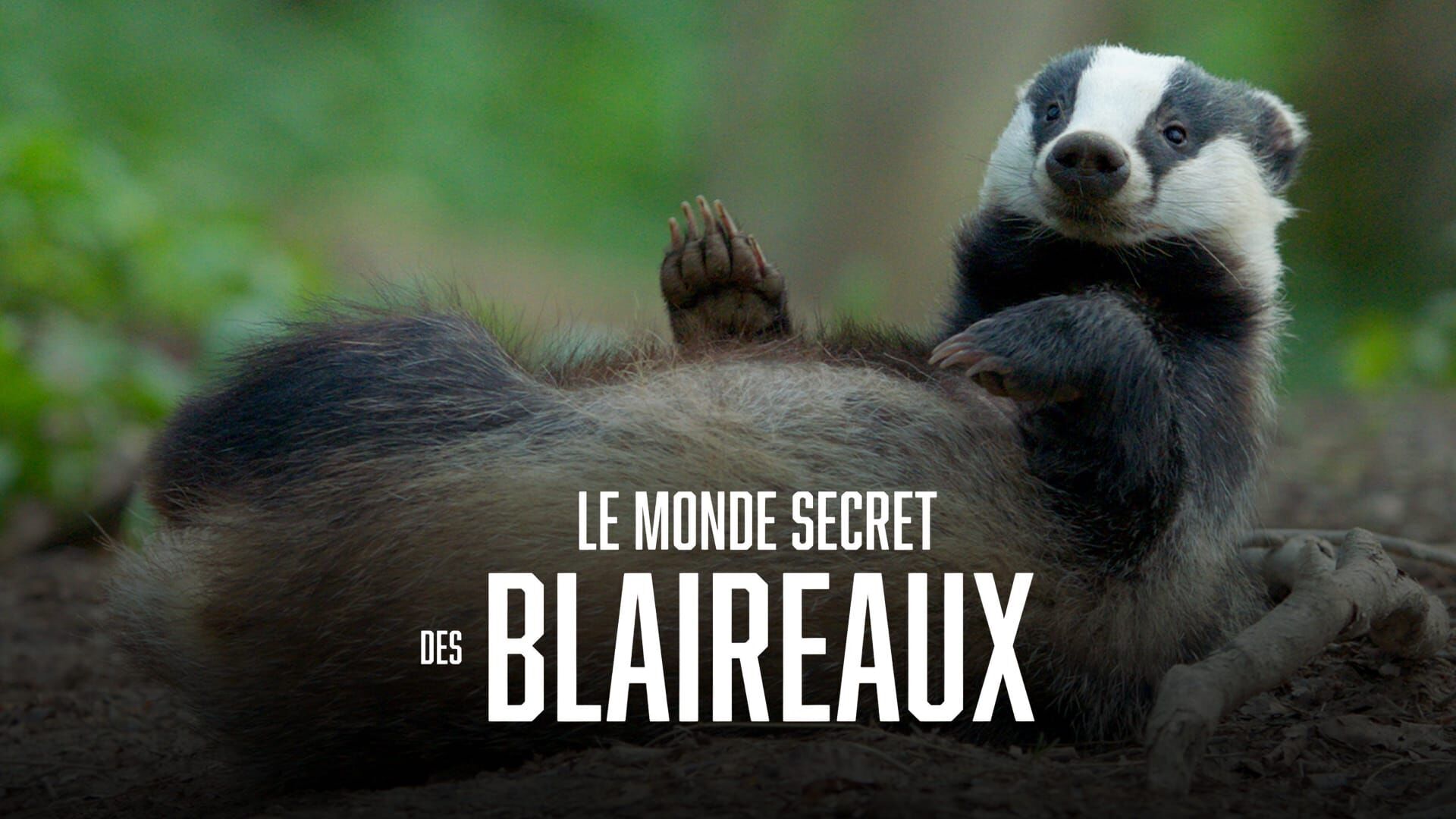 Le monde mystérieux des blaireaux