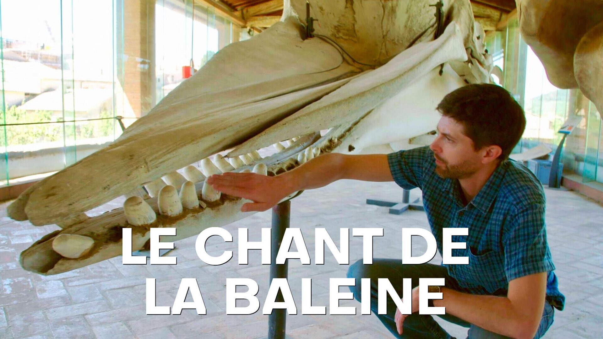 Le chant de la baleine