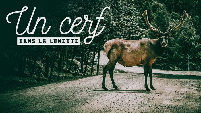 Un cerf dans la lunette