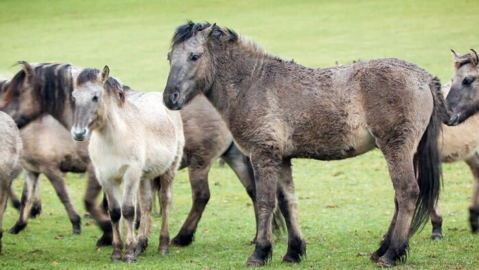 Le retour des animaux préhistoriques