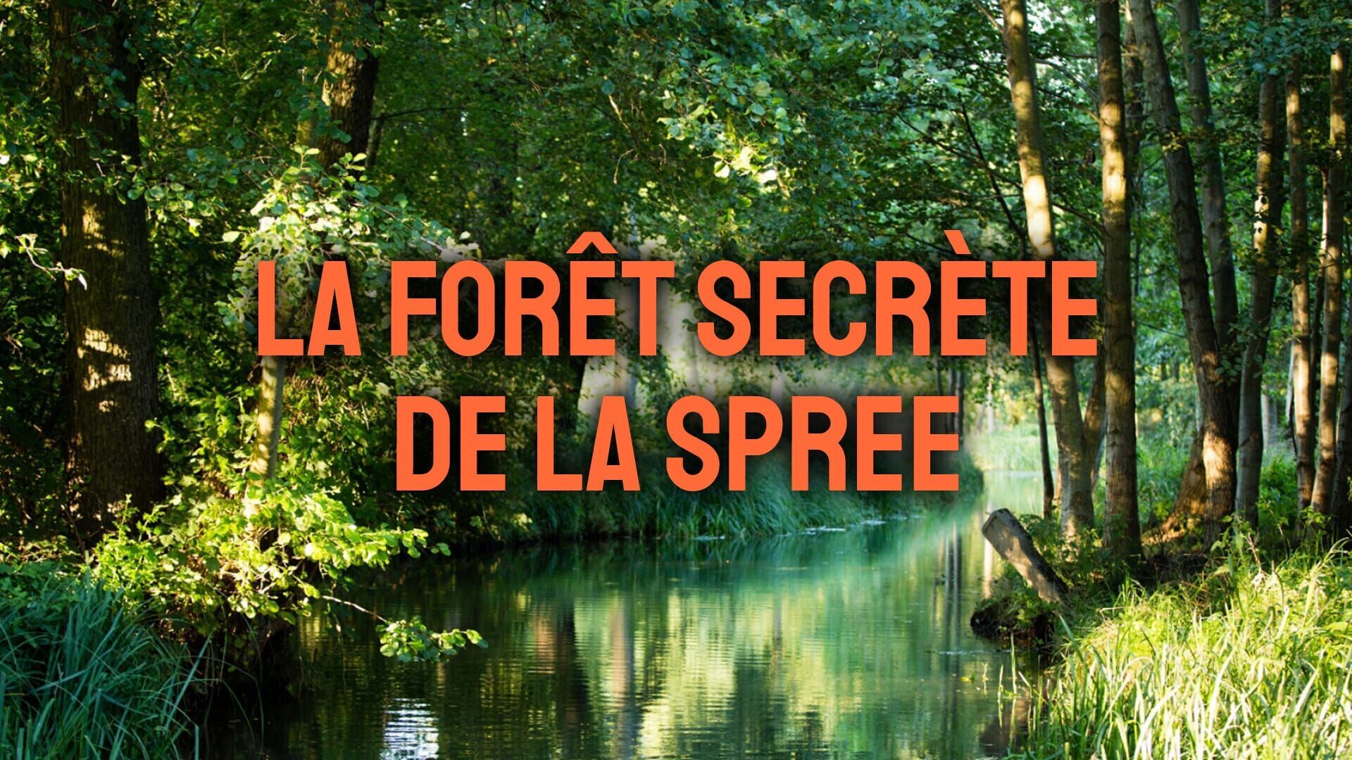 La forêt secrète de la Spree