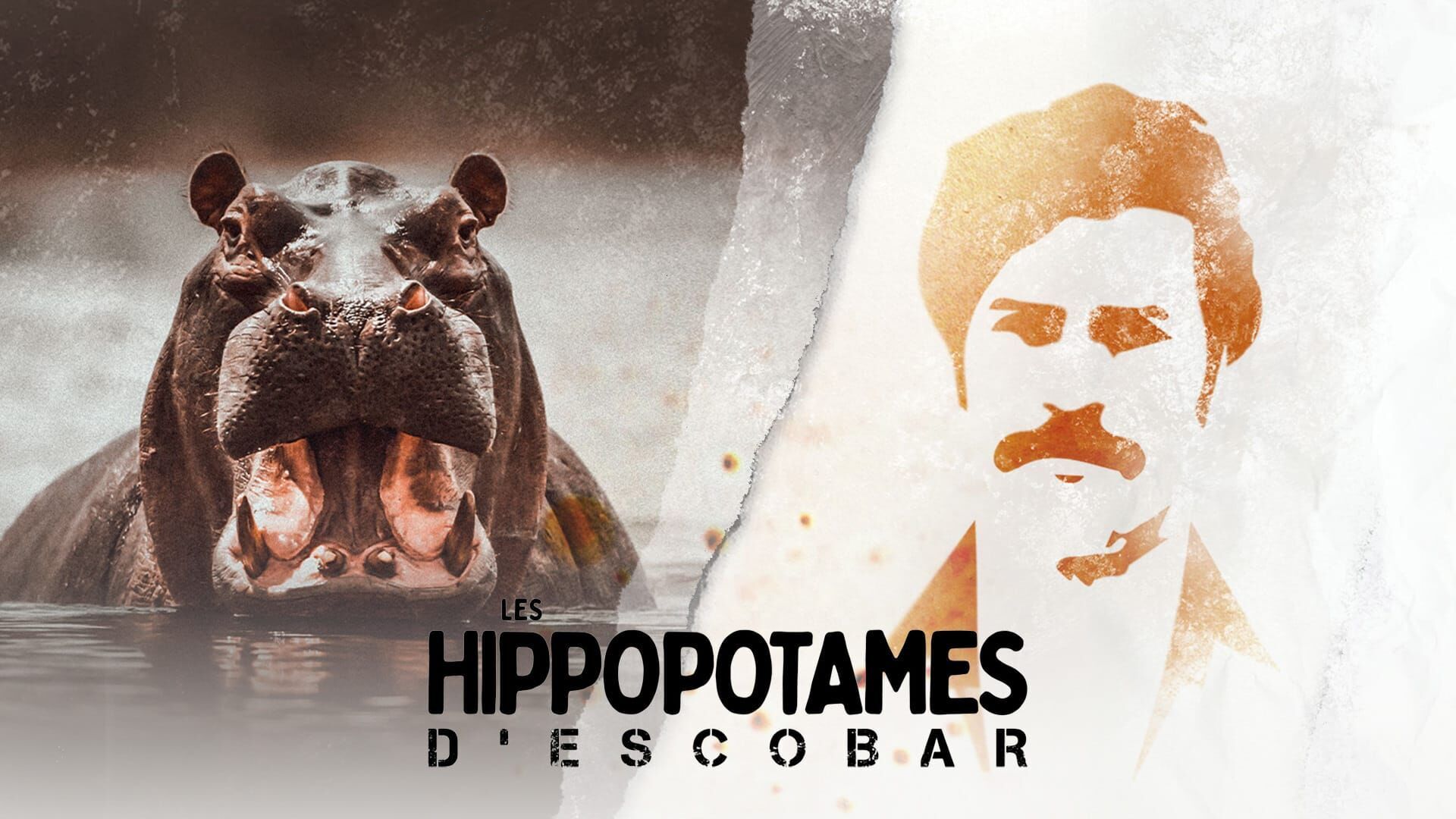 Les hippopotames d'Escobar