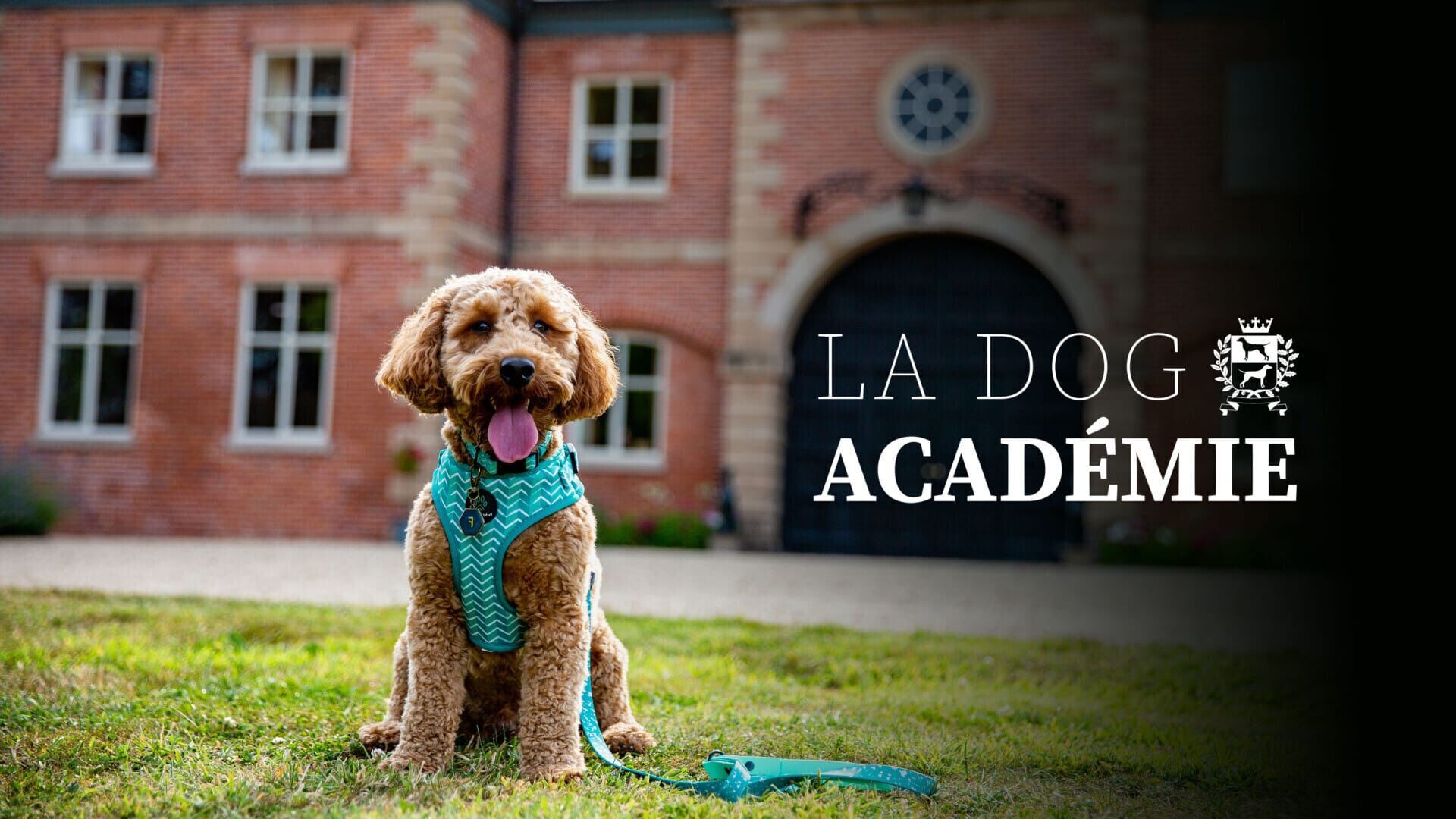 La dog Académie