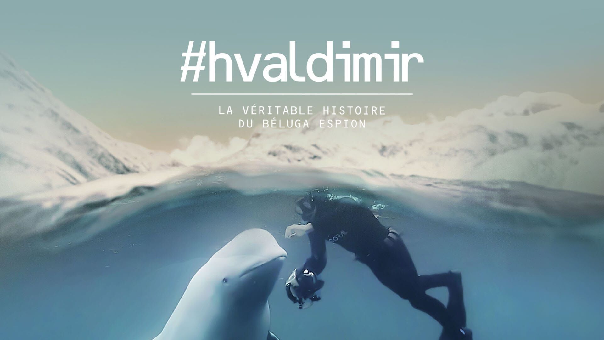 #Hvaldimir - la véritable histoire du béluga espion