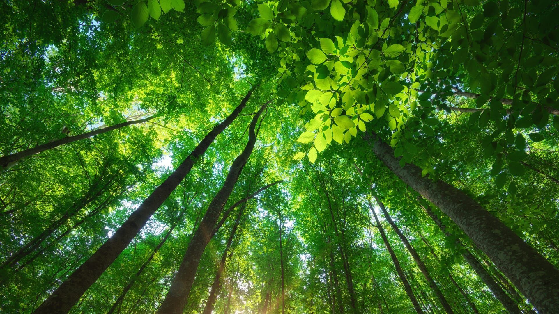Kelp, une forêt sous la mer