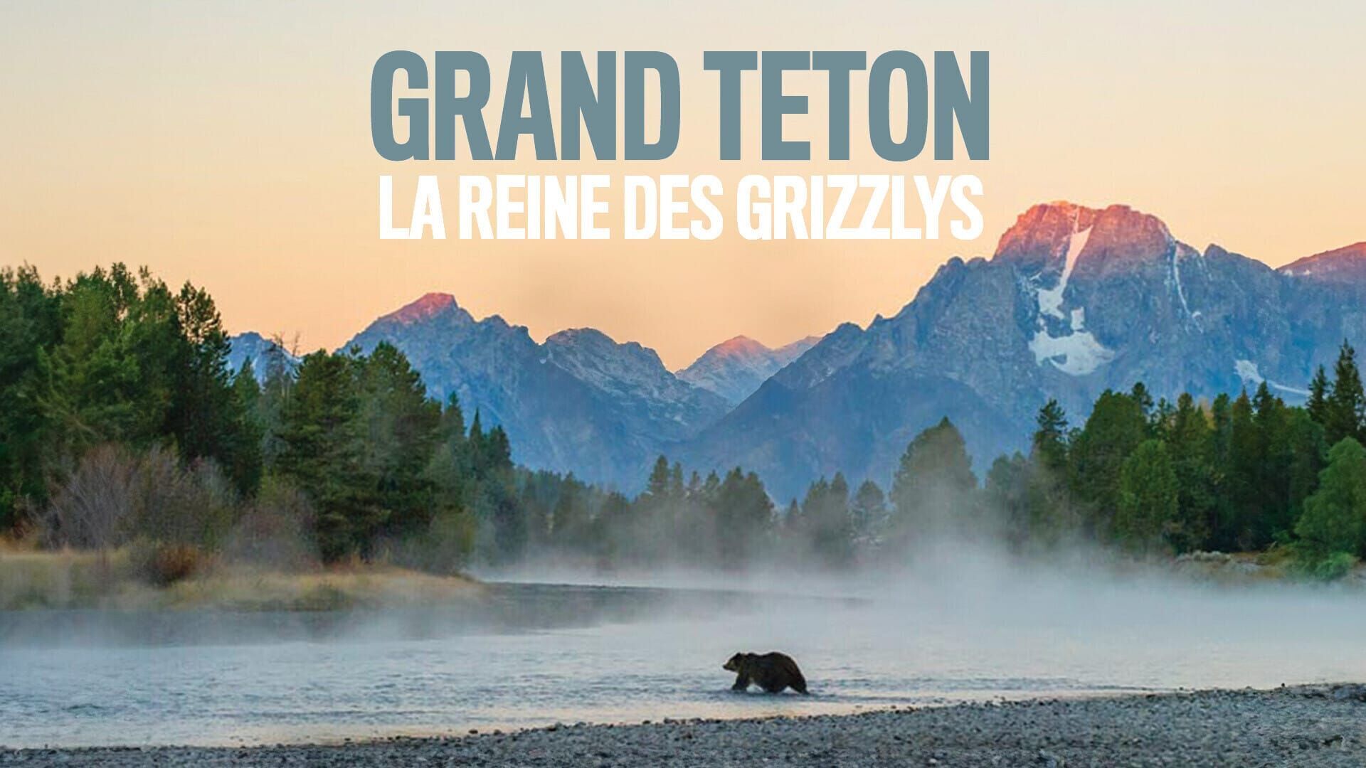 Grand Teton, la reine des Grizzlys