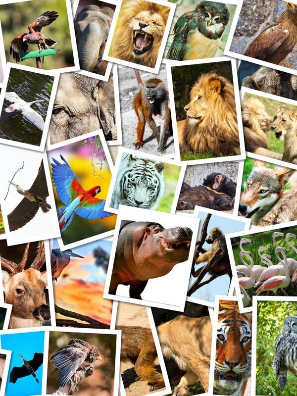 Yamanashi: Aiming for the Peak