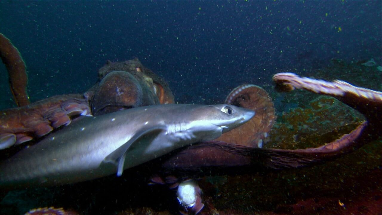 Shark vs Predator : Le duel