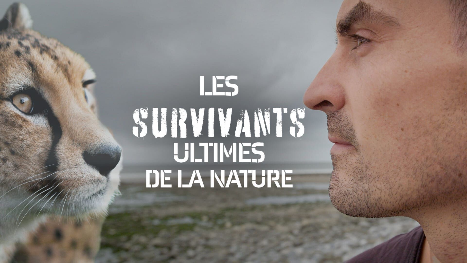 Créatures de haut vol