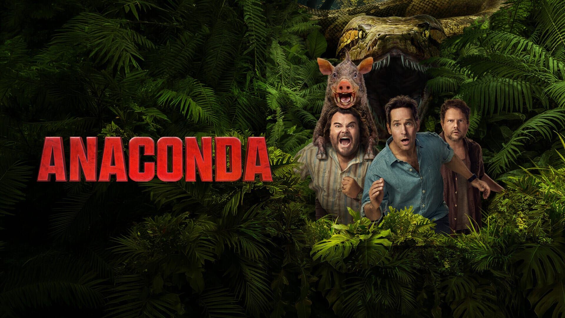 Anaconda