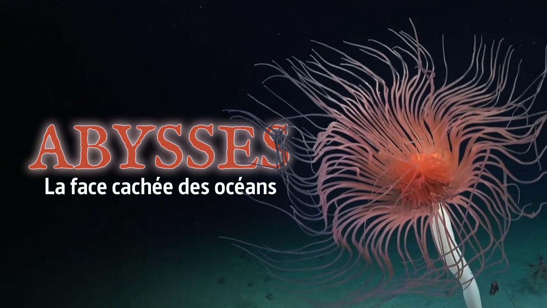 Abysses, la face cachée des océans