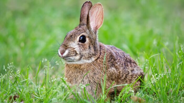 Des lapins et un setter anglais