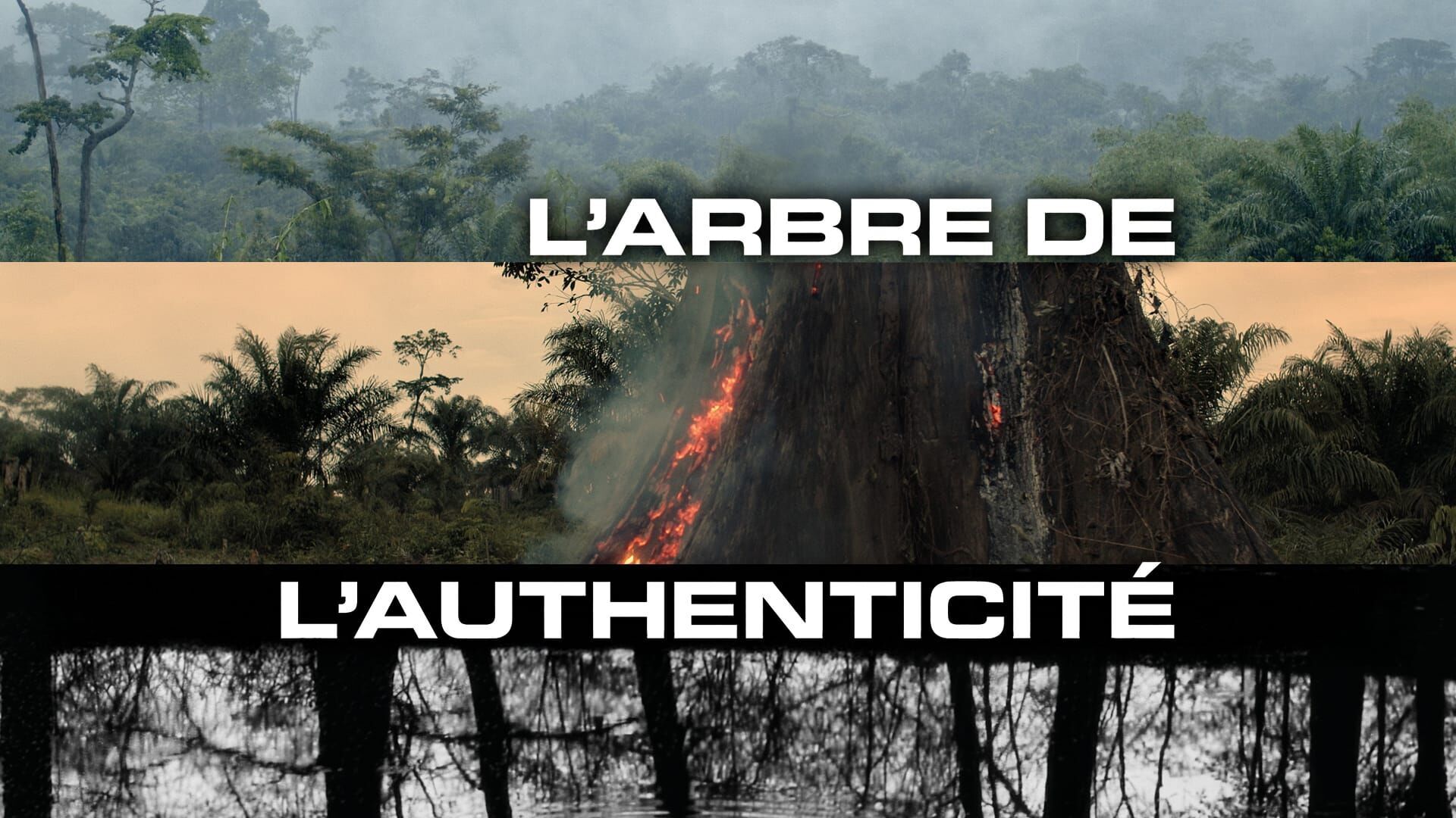 L'arbre de l'authenticité