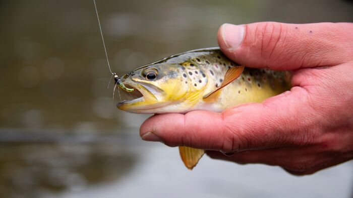 Pêche de la truite mouchetée