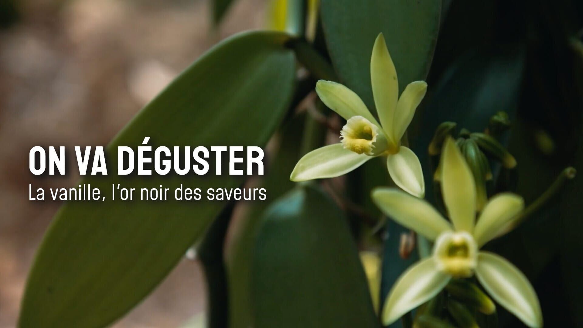 On va déguster : la vanille, l'or noir des saveurs