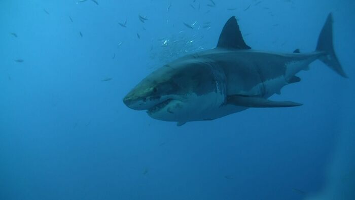 Marquage de requins