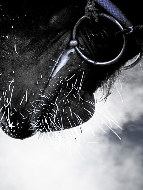 Equitation : Rolex Grand Prix