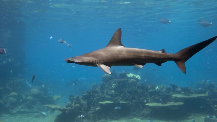 Requins marteaux