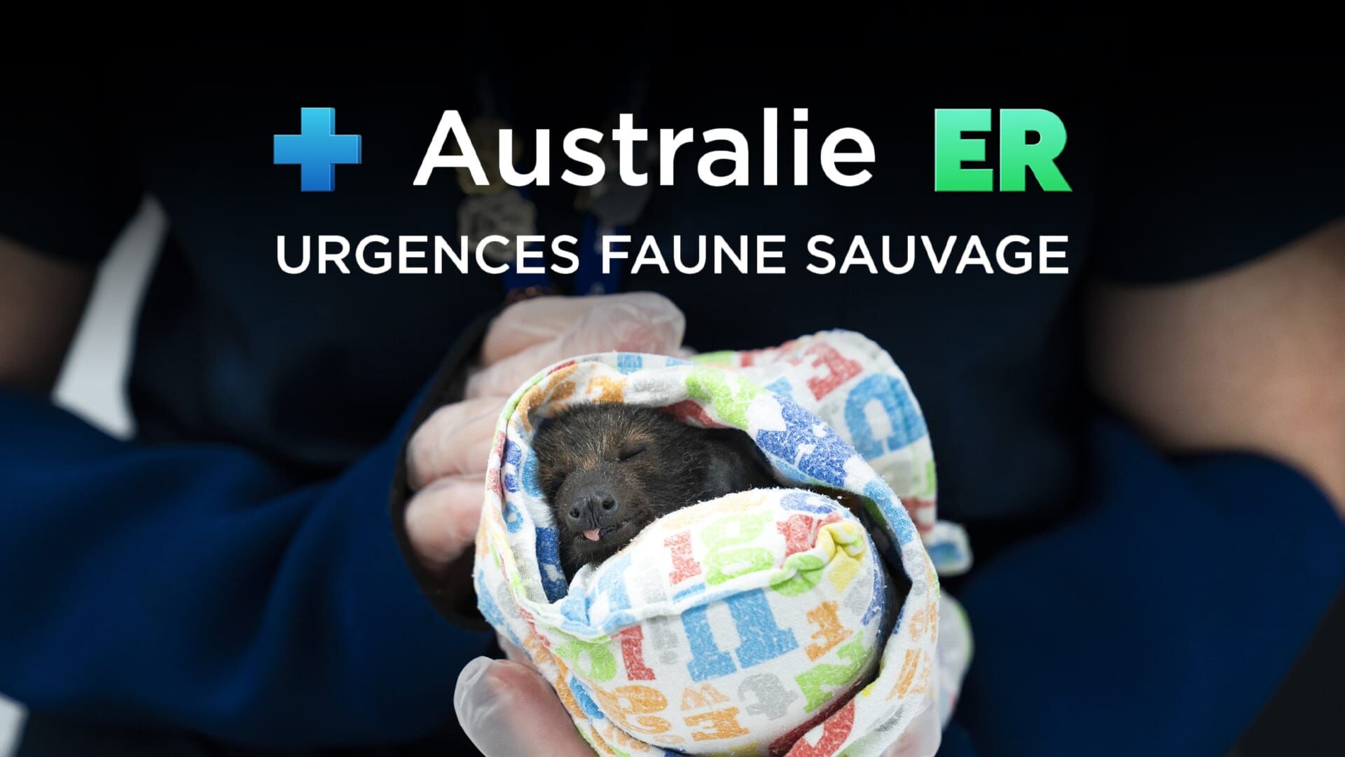 Australie : urgences faune sauvage