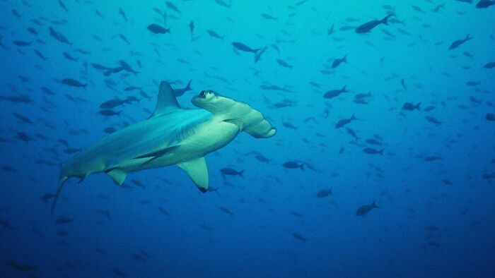 Iles aux requins marteaux
