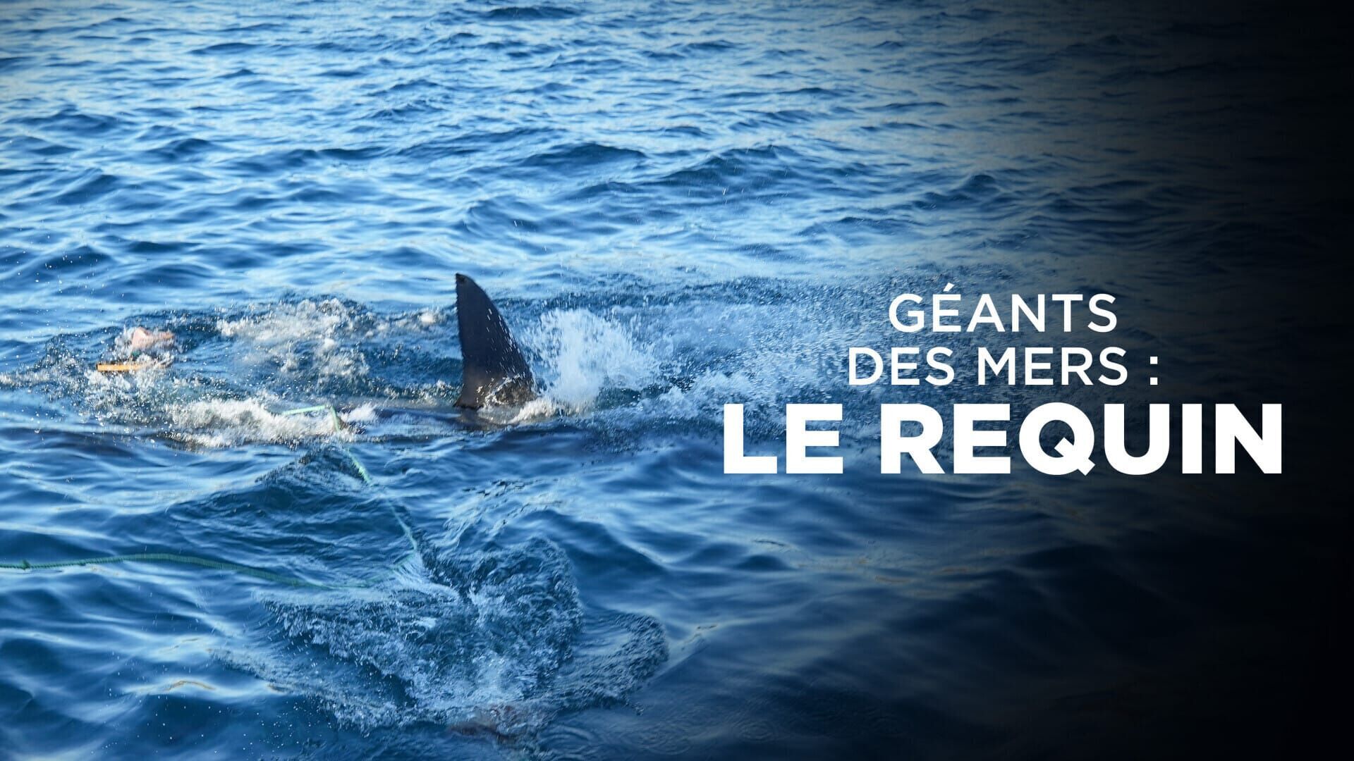 Géants des mers: Le requin