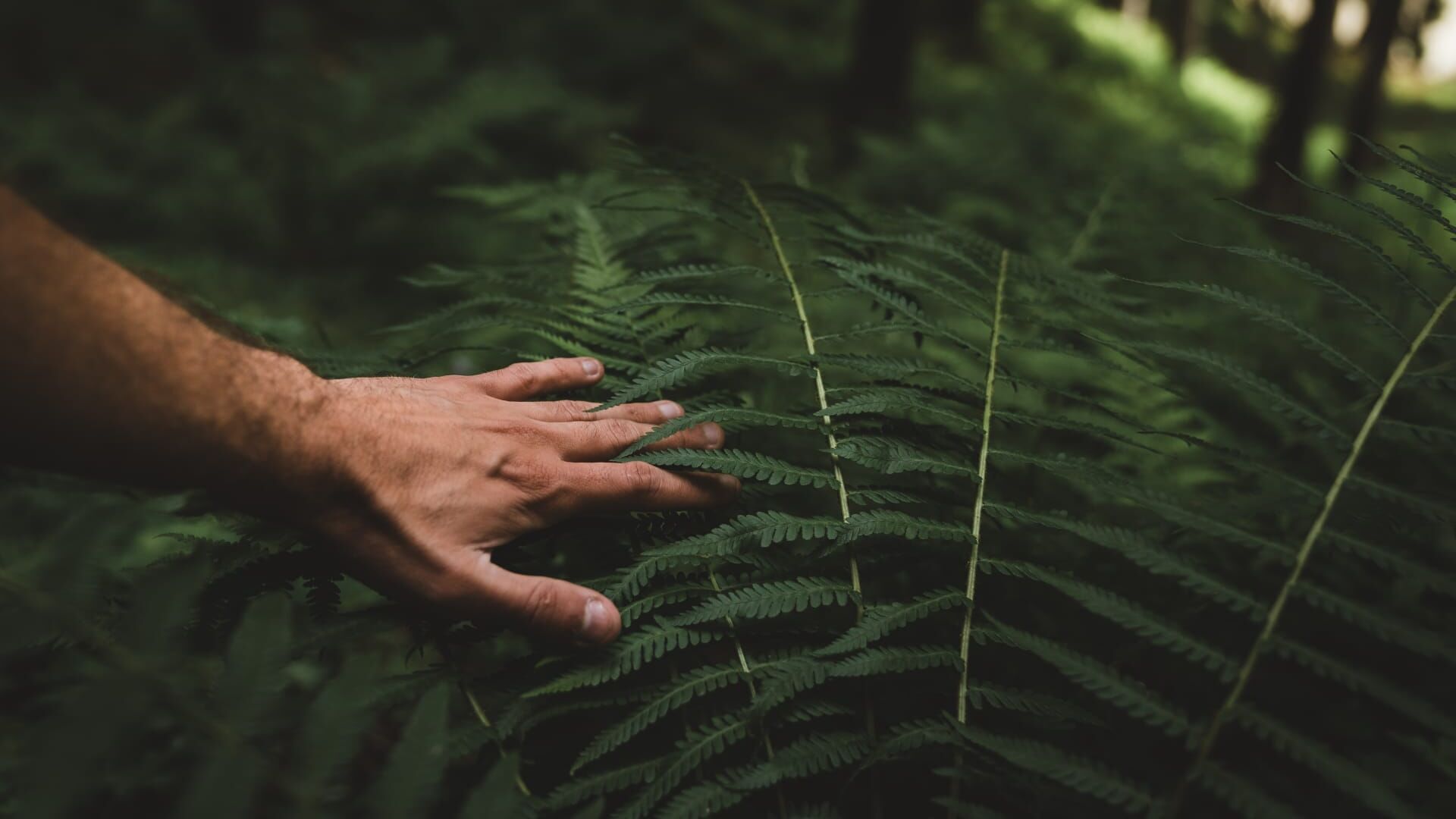 Face à la peur : à la recherche de l'anaconda