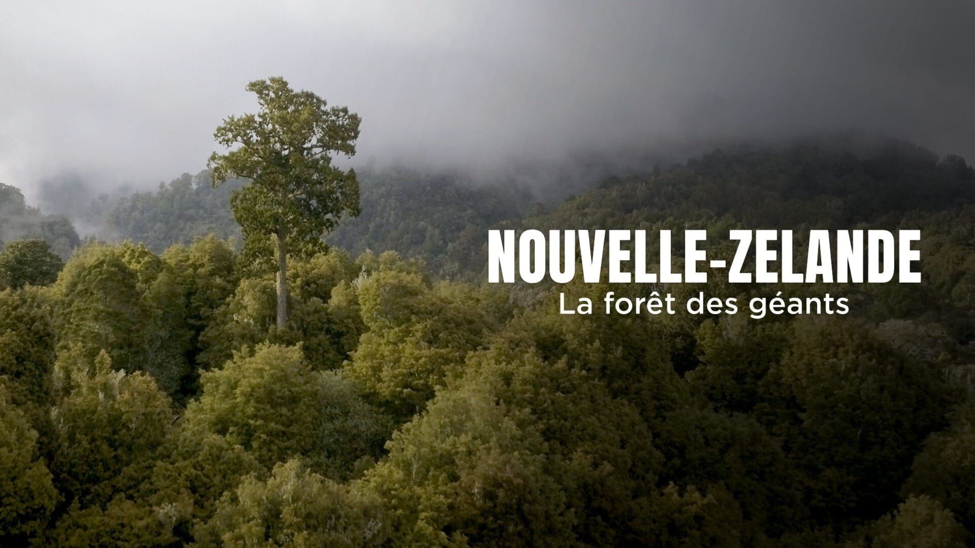 Nouvelle-Zélande : La forêt des géants