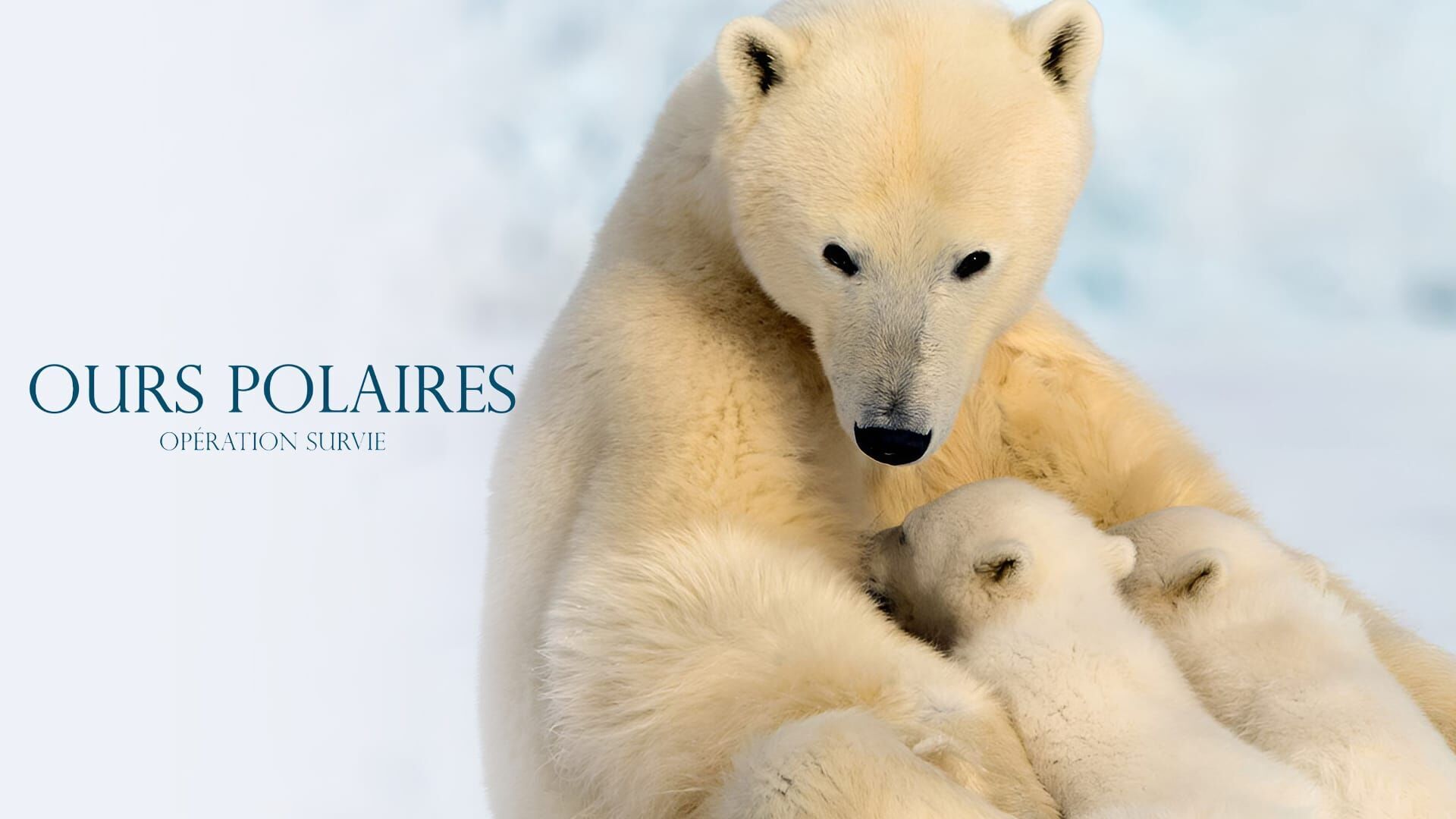 Le grand voyage des ours blancs