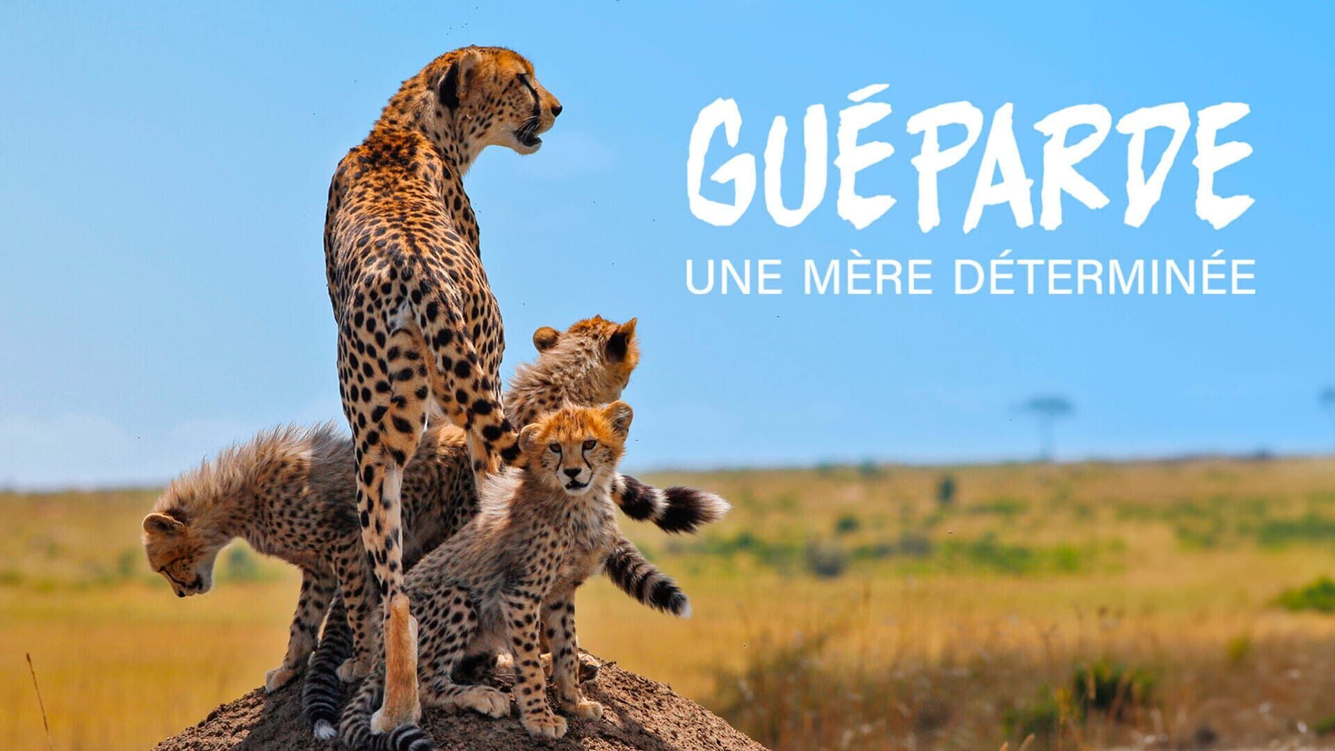 Guéparde, une mère déterminée