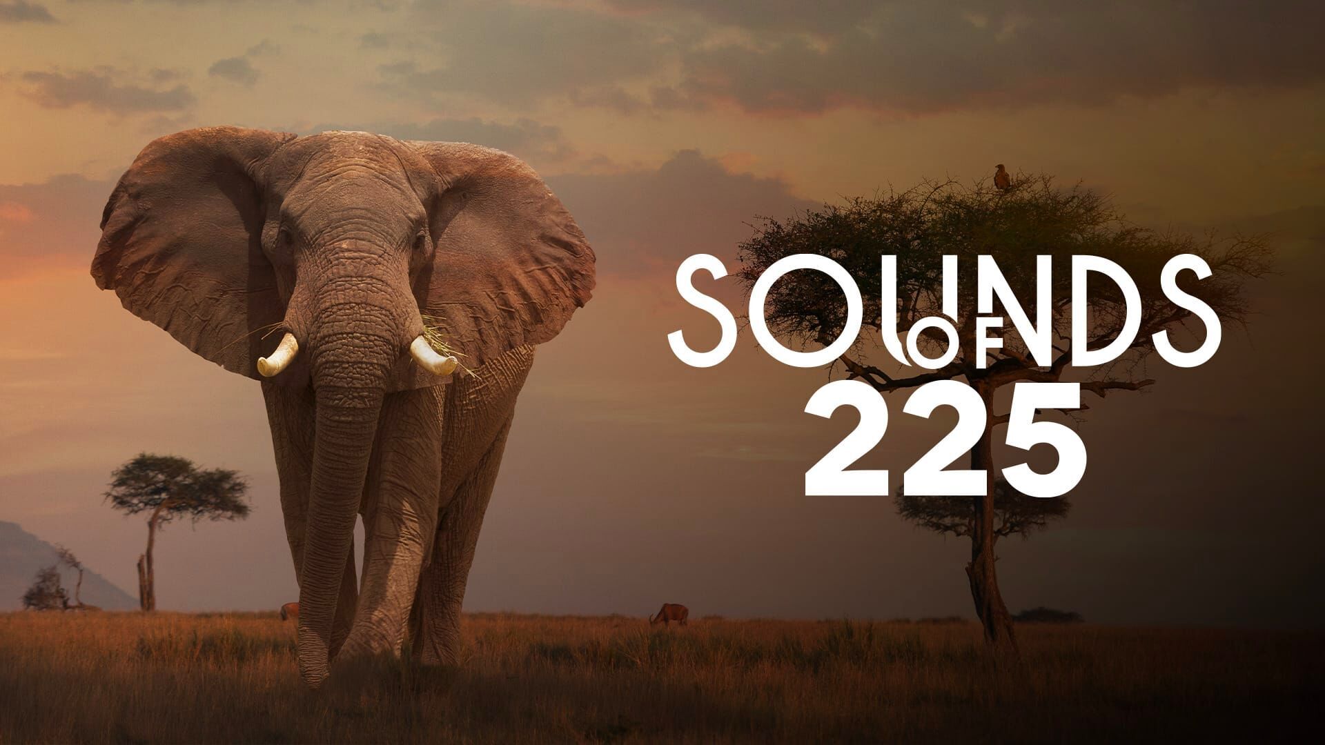 Sounds of 225