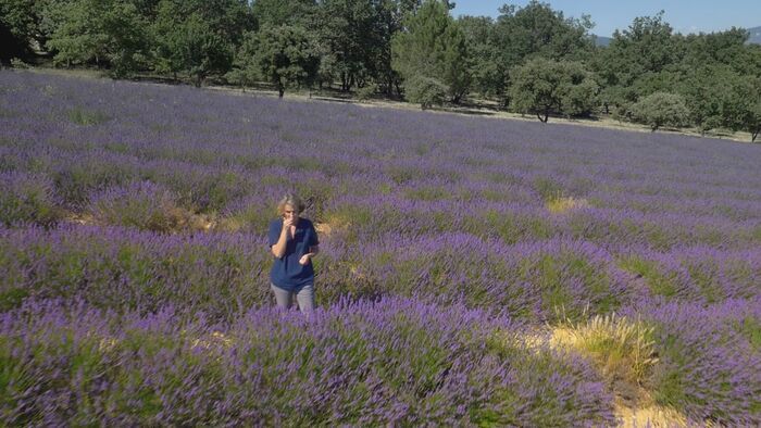 La lavande fine de Provence