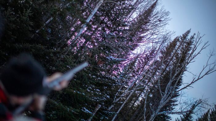 Chasse du dindon sauvage en Estrie