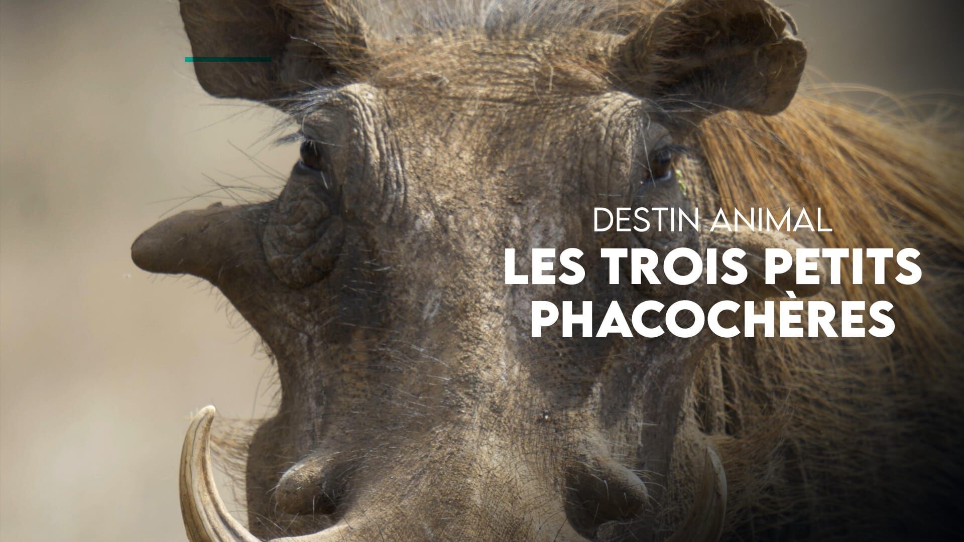 Les trois petits phacochères