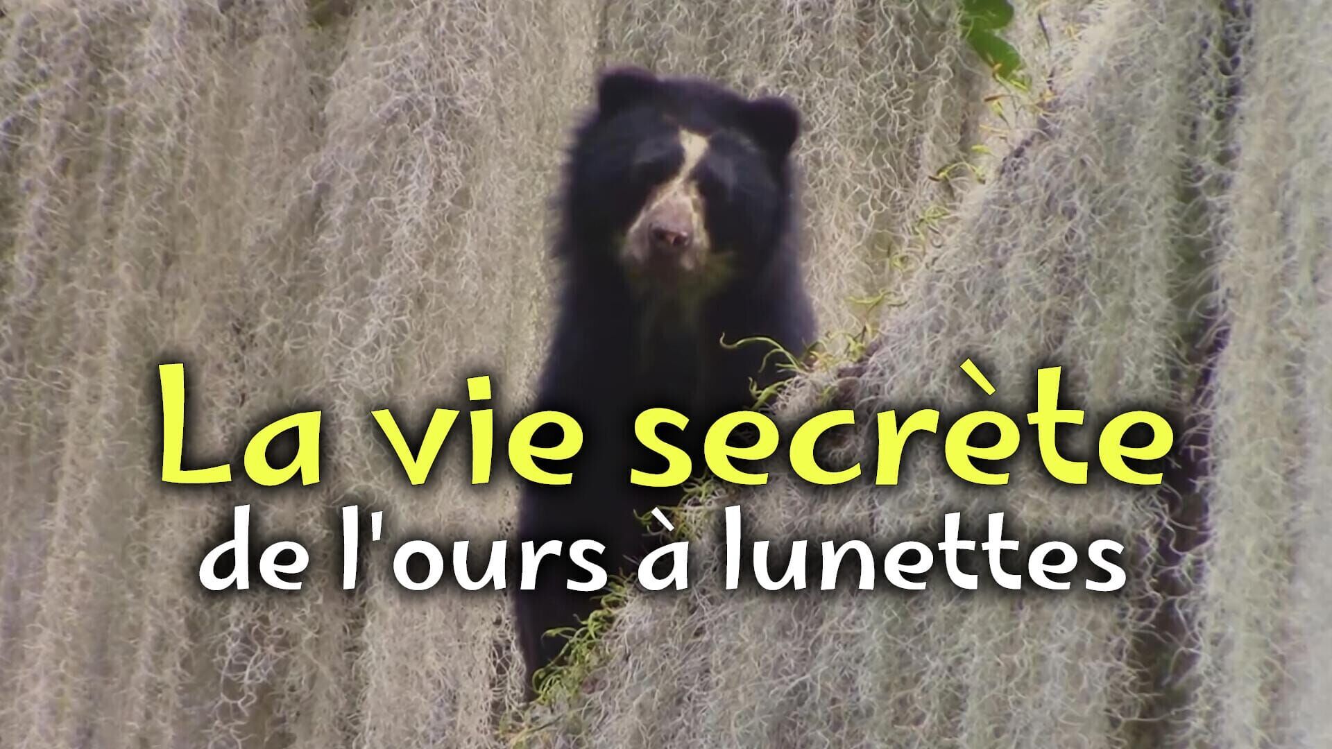 La vie secrète de l'ours à lunettes