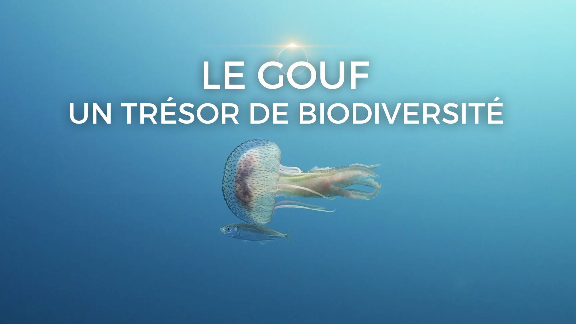 Le gouf, un trésor de biodiversité
