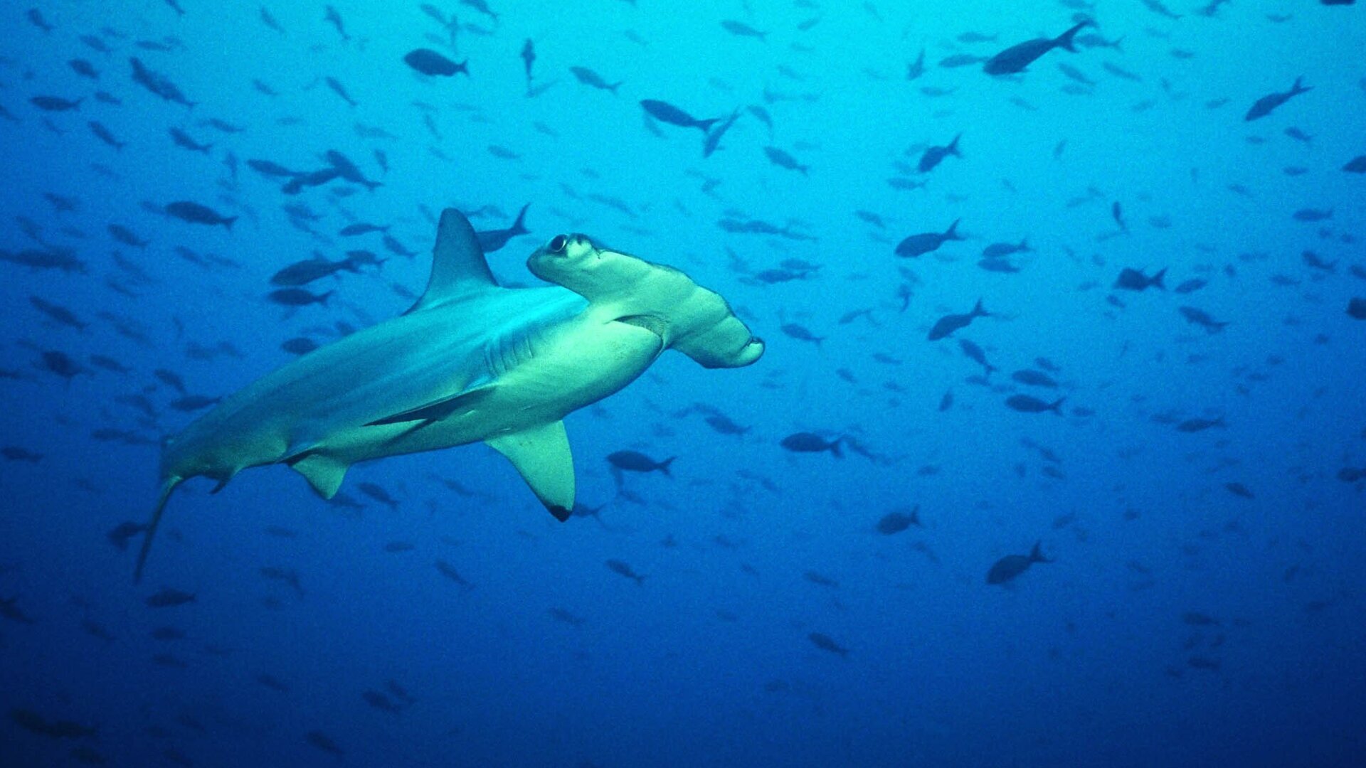 Le grand voyage des requins-marteaux
