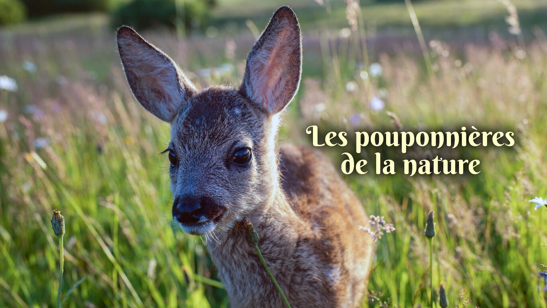 Les pouponnières de la nature