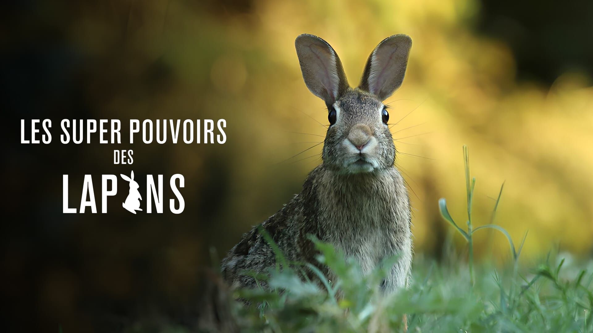 Les super-pouvoirs des lapins