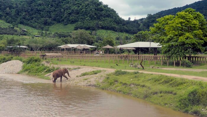 La femme qui murmurait à l'oreille des éléphants