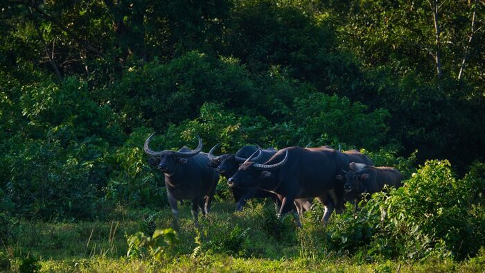 NT Safari