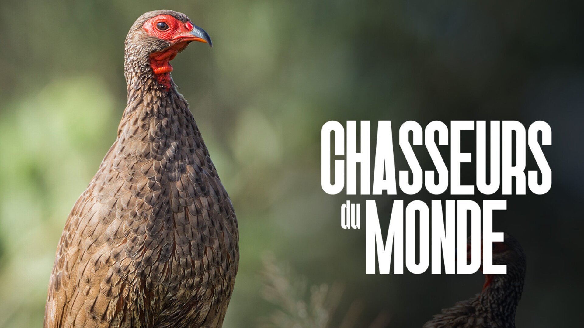 Lapins et bécasses à Ibiza