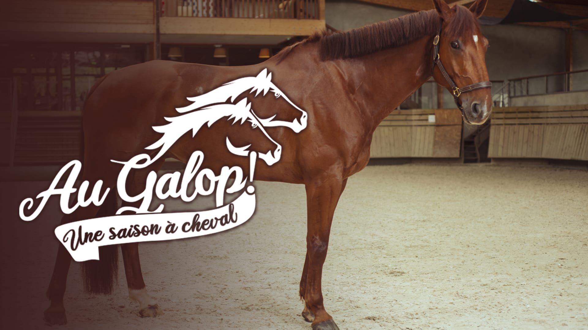 Enzo, les chevaux et les flamands roses