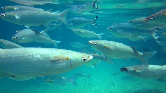 Rava'ai, les techniques de pêche en Polynésie Française