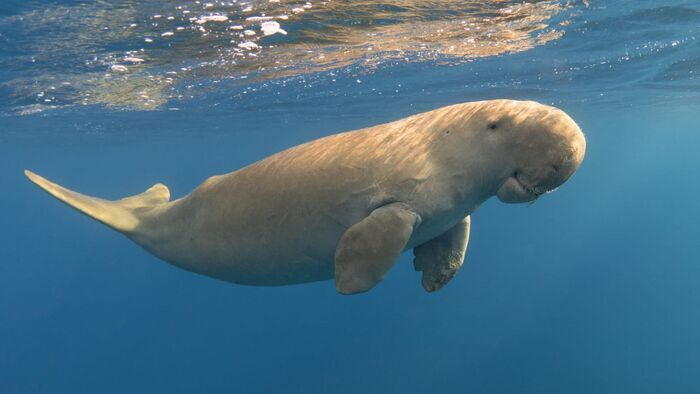 Dugong, un patrimoine en péril