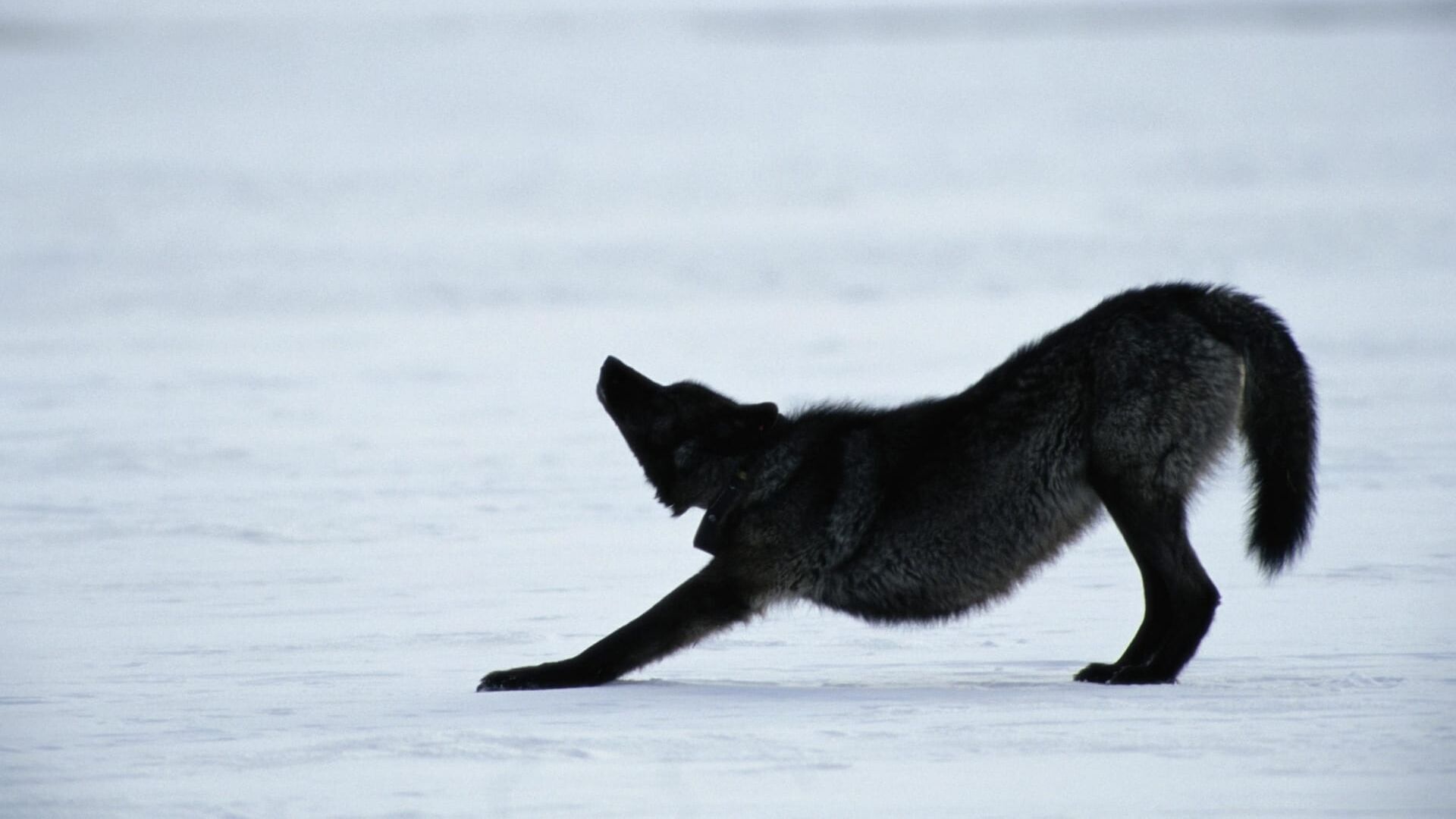La bataille pour la vallée du loup