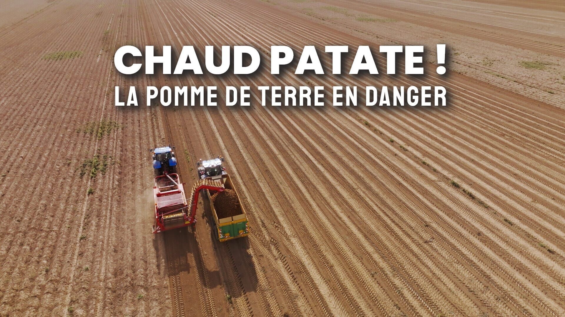 Chaud patate ! La pomme de terre en danger