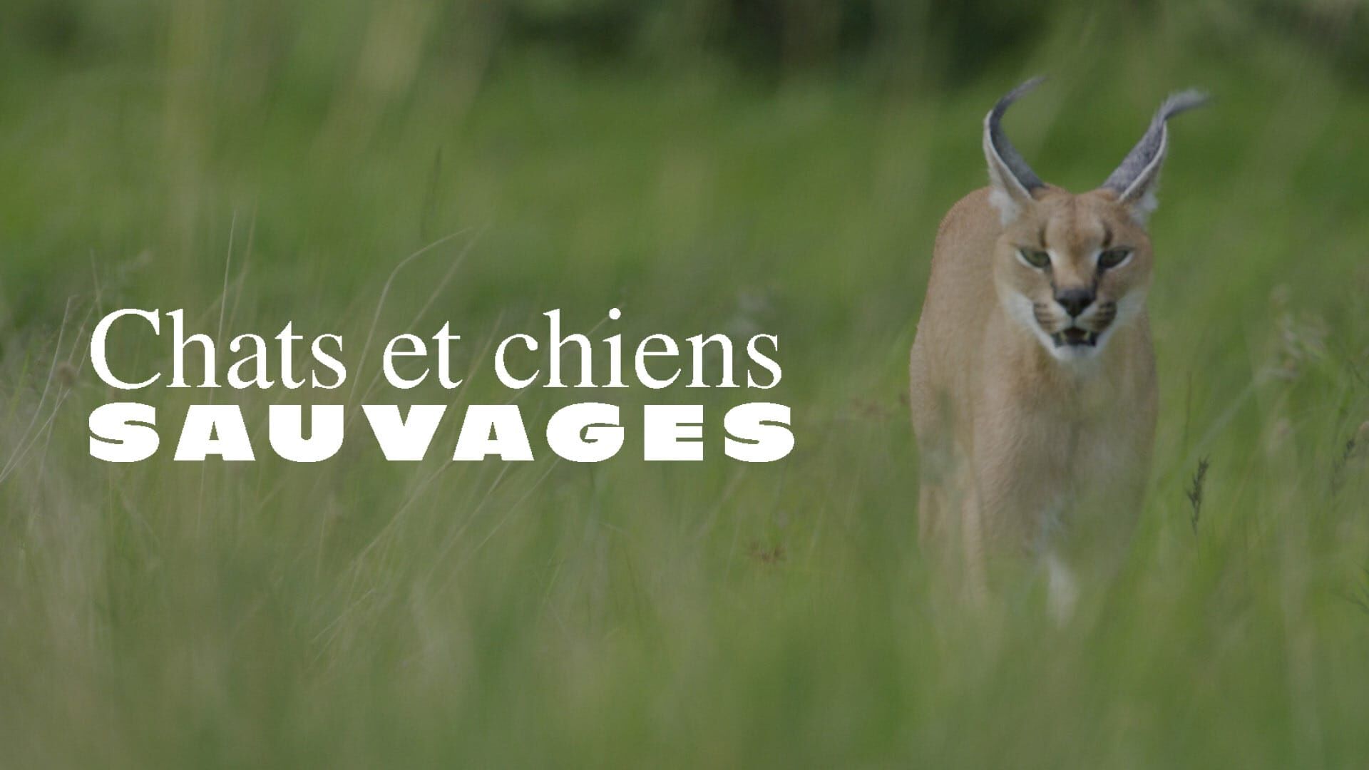 Des canidés champions de l'adaptation