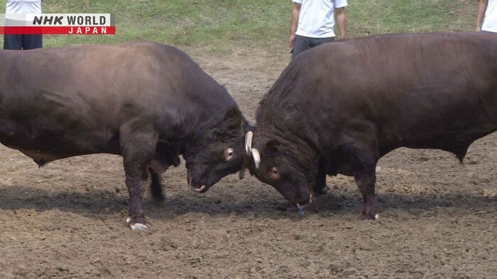 Bull Battles - A Community's Beloved Tradition
